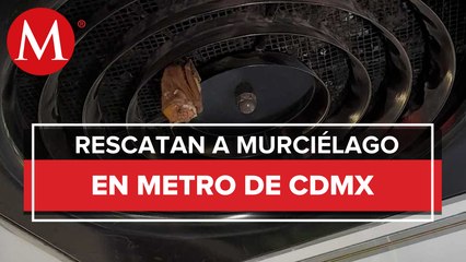 Rescatan un murciélago que se alojó en un vagón del Metro de CdMx