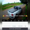 Saau divulga vídeo que mostra gata e filhotes sendo abandonados na Estrada Dias