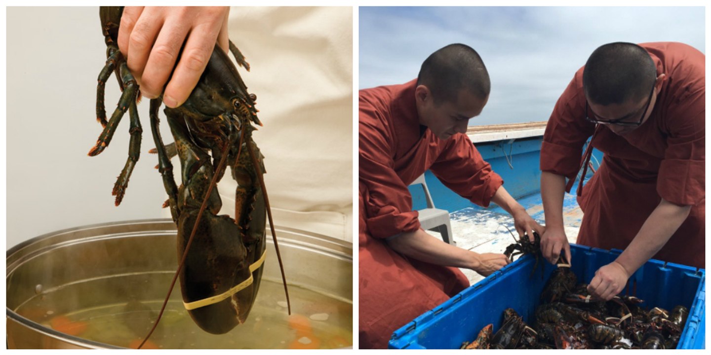 All diese Hummer sollten lebendig gekocht werden... jetzt krabbeln sie wieder friedlich auf dem Meeresboden herum