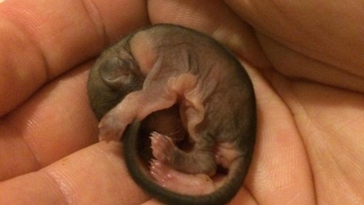 Flughörnchen adopiert!