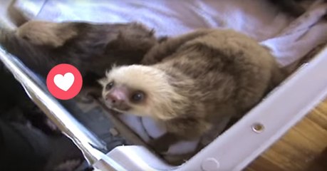 Kleine Faultiere, die die Welt entdecken