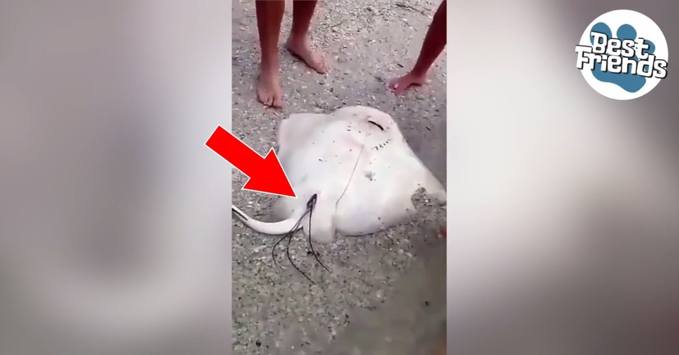 Rochen gebärt Drillinge an Strand