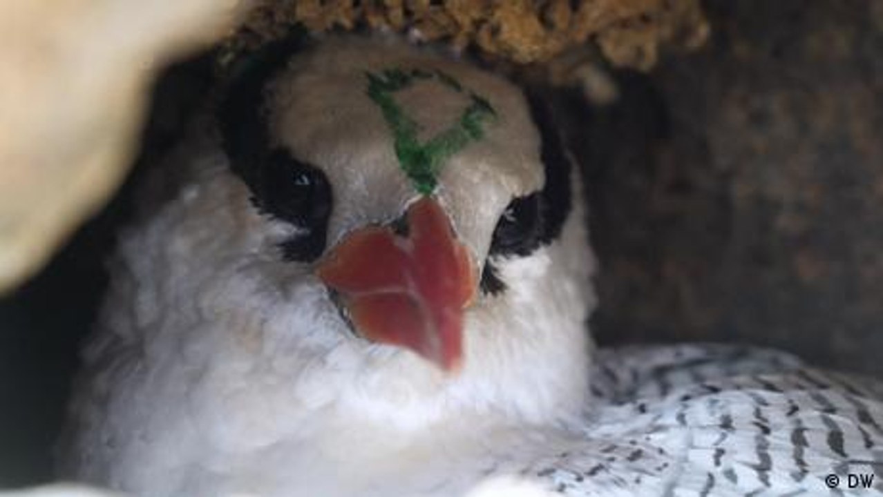 Kap Verde: Der zunehmende Tourismus bedroht die Vogelwelt