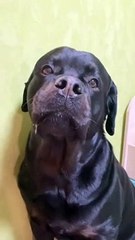 "Je te jure j'ai rien volé... " chien pas très convainquant