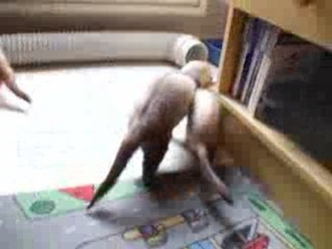 mes furet et La souris