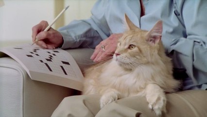 This cat that is 100 in human years has finally found a retirement home