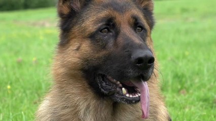 This 'heartbroken' dog is desperate to find a home after staying in his kennel for 500 days