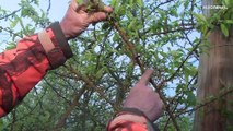 Kälteeinbruch: Mit Feuer und Wasser kämpfen französische Obstbauern um ihre Ernte