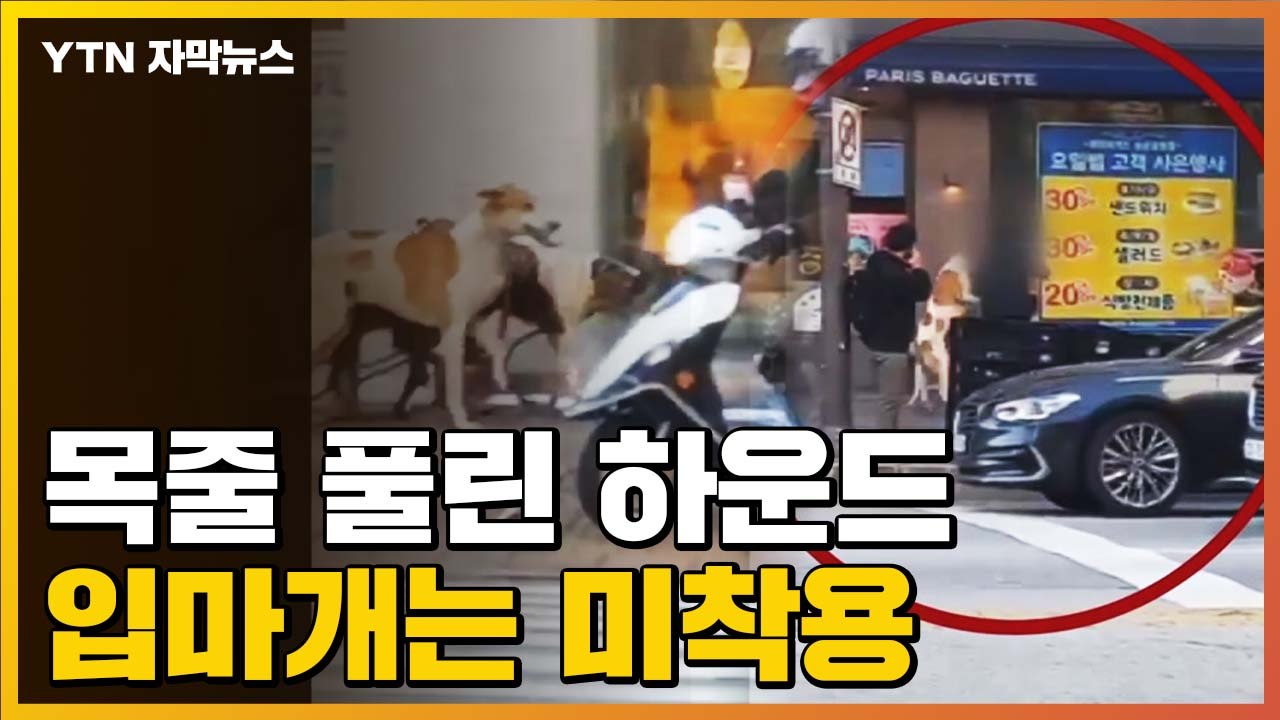 [자막뉴스] 목줄 풀린 하운드의 습격..."달리면 사람이 못 잡아" / YTN