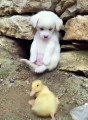 Ters düşen yavru ördeğe köpekten yardım eli