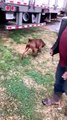 Truck Driver's Dog Jumps and Stands on Top of His Shoulders