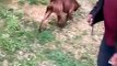 Truck Driver's Dog Jumps and Stands on Top of His Shoulders