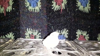 ZEBRA FINCH 20210410_060848