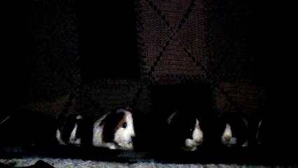 CAVIA PORCELLUS PIXIE CJ CLOVER TURMERIC PIXIE PARSLEY CLOVER IRIS RJ 102_8279