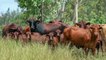 Lorray, Monto | April 2022 | Queensland Country Life