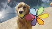 Dog Holds Ball And Pinwheel in His Mouth