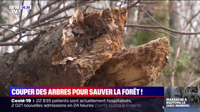 Couper des arbres malades ou morts et en replanter permet de sauver la forêt