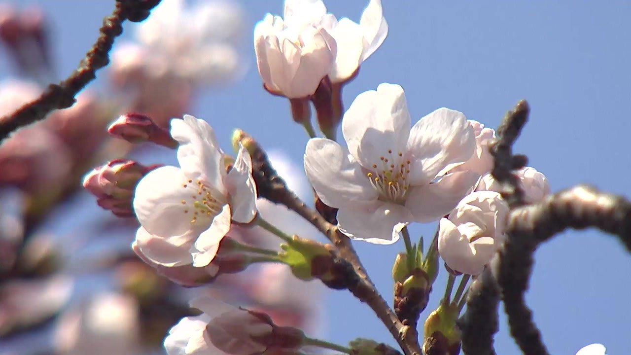 서울도 벚꽃 개화, 주말 이후 절정...산불위기경보 '경계' 격상 / YTN
