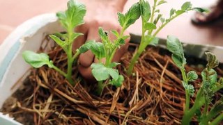 Unexpectedly, Growing potatoes at home is so easy, so many tubers