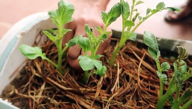 Unexpectedly, Growing potatoes at home is so easy, so many tubers