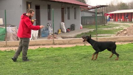KÖPEK SALDIRISINDAN KAÇINMAK İÇİN BİRİNCİ KURAL KESİNLİKLE GÖZ TEMASI KURMAYIN