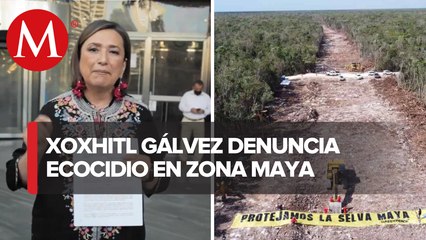 Senadora del PAN presenta denuncia contra titular de Fonatur por tala ilegal