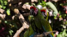 parrots-on-a-branch-in-a-nature-reserve-4649