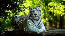 White-tiger-resting-in-the-woods