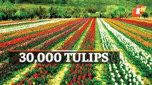 Tulip Garden At Jammu & Kashmir’s Sanasar Attracts Tourists From Far & Wide