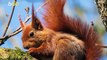 Photographer Captures Amazing Red Squirrels in the Air