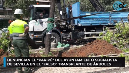 Denuncian el "paripé" del Ayuntamiento socialista de Sevilla en el "falso" transplante de árboles