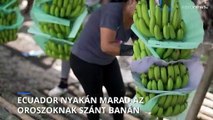 Rárohad az ecuadoriakra a banán az orosz-ukrán háború miatt