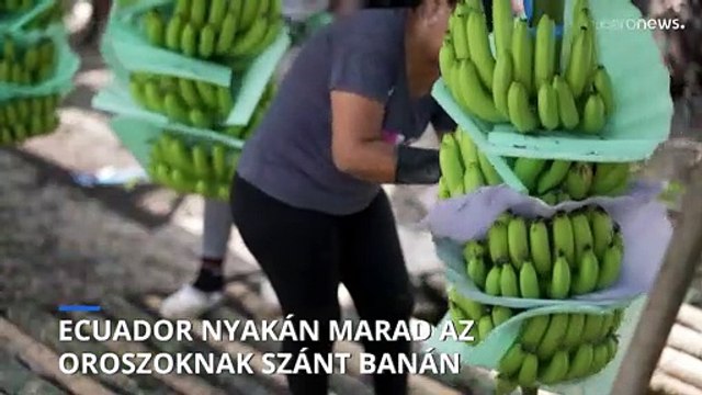 Rárohad az ecuadoriakra a banán az orosz-ukrán háború miatt