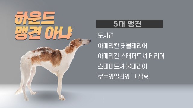 [뉴스큐] 사냥 나선 하운드에 물려 죽은 푸들...국회, 맹견 사육 허가제 통과 / YTN
