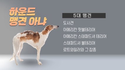 [뉴스큐] 사냥 나선 하운드에 물려 죽은 푸들...국회, 맹견 사육 허가제 통과 / YTN