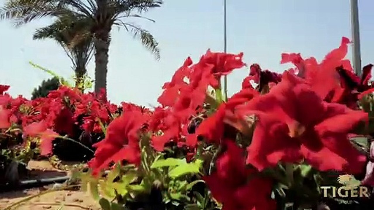 تايجر العقارية تبدأ تسليم وحدات مشروع برج الجوه...