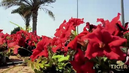 تايجر العقارية تبدأ تسليم وحدات مشروع برج الجوهرة في مدينة دبي