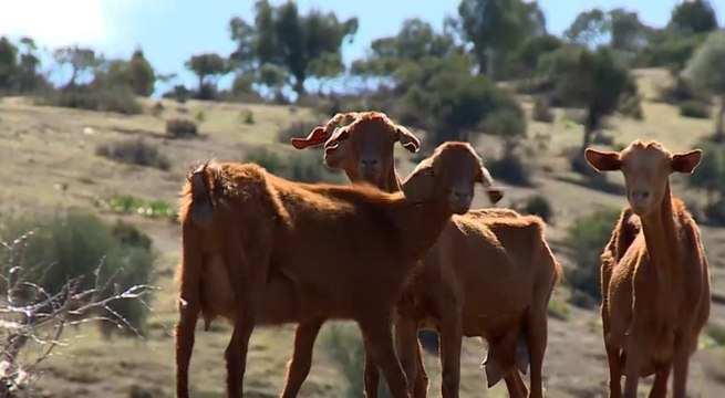خسائر كبيرة يتكبدها المزارعون بسبب الجفاف في المغرب