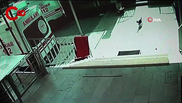 Doğum sancısı çeken kedi aile sağlığı merkezine geldi, doğumu burada yaptırıldı