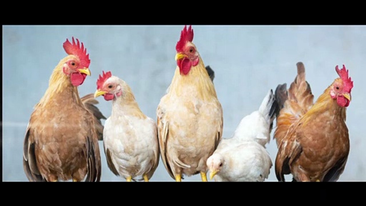 Méditation des POULES [ANTHONY DORIAND]
