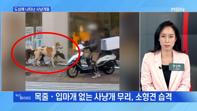 MBN 뉴스파이터-도심 속 입마개 안 한 사냥개 4마리, 소형견 물어 죽여