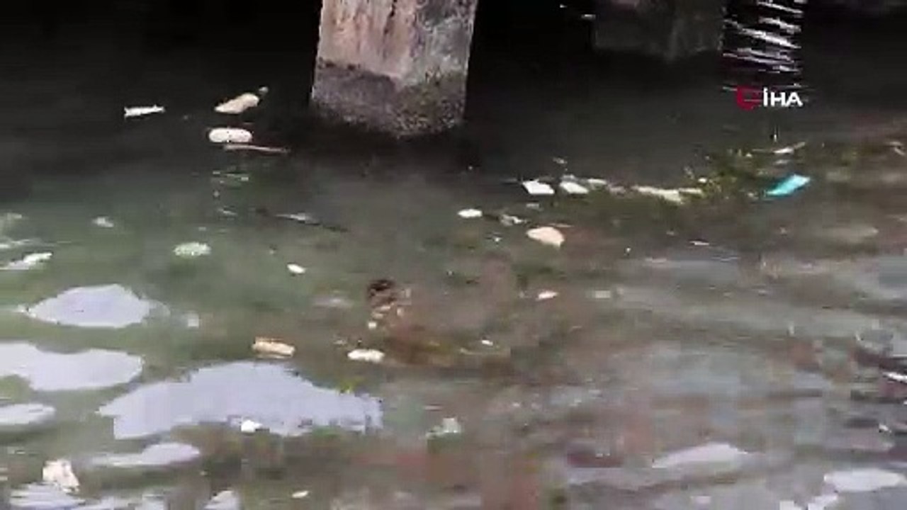Kocaeli Körfezi "çöplüğe" döndü