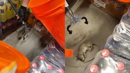 ''My last brain cell' Coworkers unite to... catch a rat! '