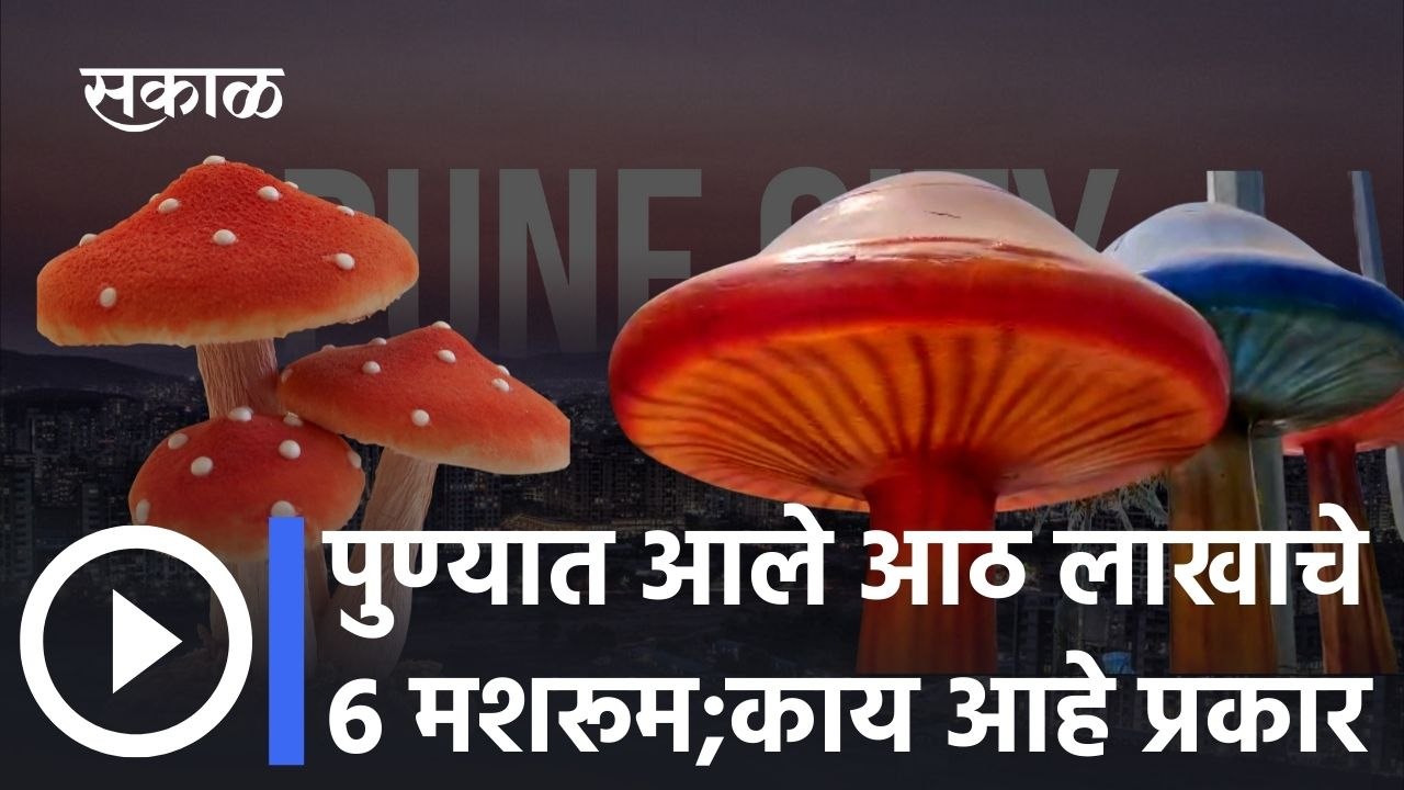 Pune: पुण्यात आले आठ लाखाचे 6 मशरूम; पहा काय आहे प्रकार