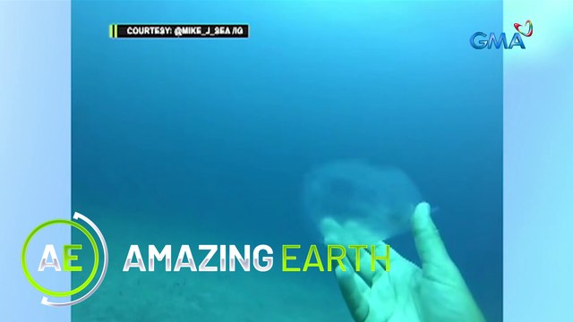 Amazing Earth: Animals with naughty names