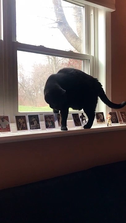 Be as Nimble as Midnight the Cat