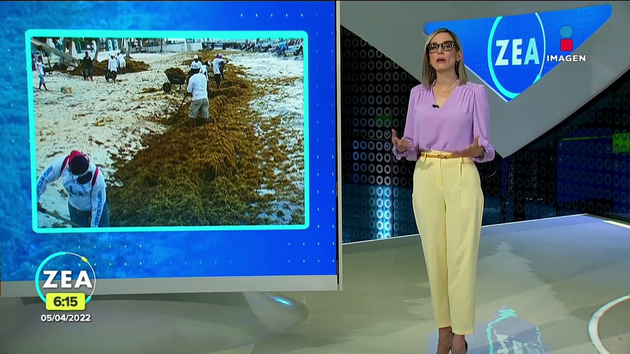Convocan a limpiar el sargazo de las playas de Quintana Roo
