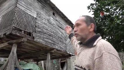 10 yıl önce serendisine yavrulayan baykuşla dost oldu: Her yıl aynı yere yavruluyor