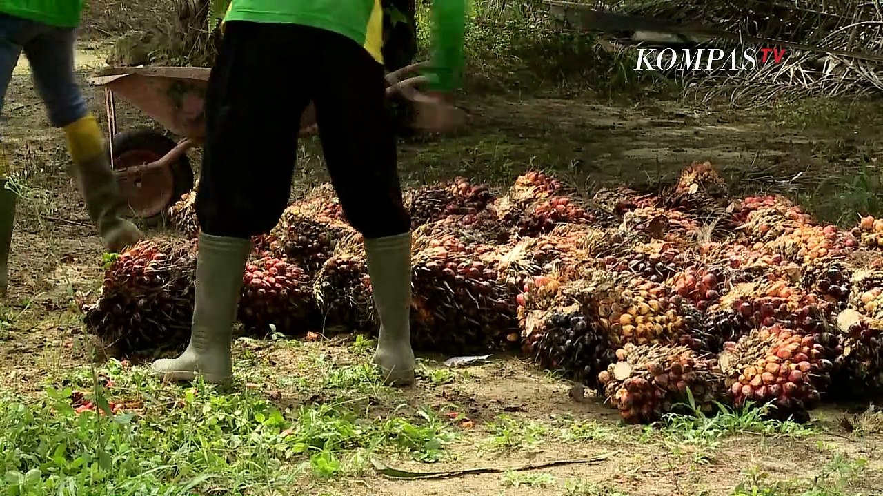 Mafia Minyak Goreng Nyata!! | Aiman