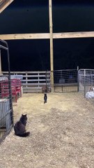 Dramatic Baby Goat Screams for Dad